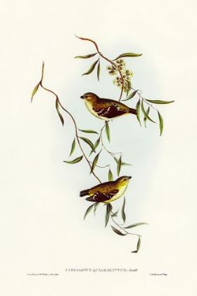 Picture of FORTY-SPOTTED PARDALOTE-PARDALOTUS QUADRAGINTUS