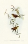 Picture of FORTY-SPOTTED PARDALOTE-PARDALOTUS QUADRAGINTUS