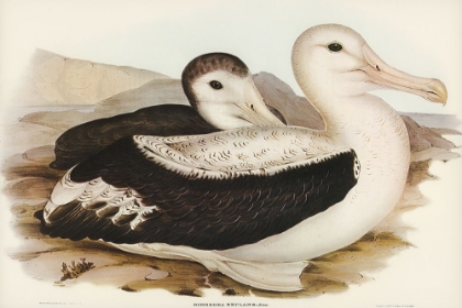 Picture of WANDERING ALBATROS-DIOMEDEA EXULANS