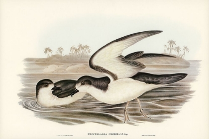 Picture of COOKS PETREL-PROCELLARIA COOKII