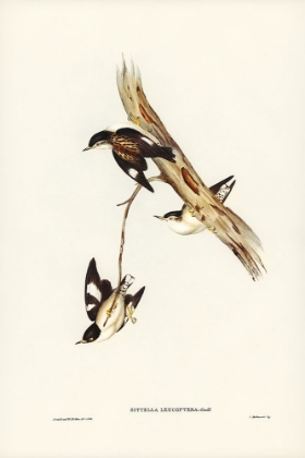 Picture of WHITE-WINGED SITTELLA-SITTELLA LEUCOPTERA