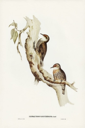 Picture of RED-EYEBROWED TREE-CREEPER-CLIMACTERIS CRYTHROPS
