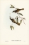 Picture of COCKERELLS HONEY-EATER-PTILOTIS COCKERELLI