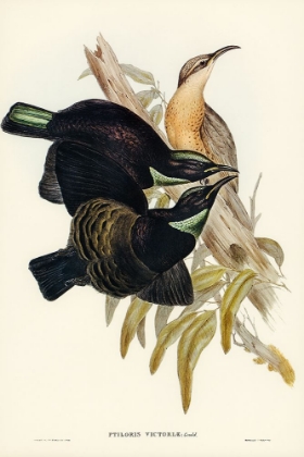 Picture of VICTORIA RIFLE-BIRD-PTILORIS VICTORIAE