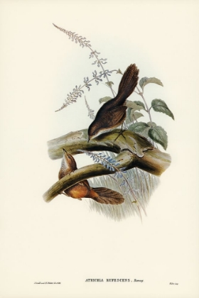 Picture of RUFESCENT SCRUB-BIRD-ATRICHIA RUFESCENS