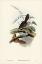 Picture of RUFESCENT SCRUB-BIRD-ATRICHIA RUFESCENS