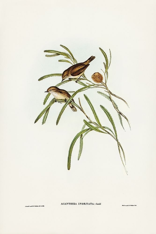 Picture of PLAIN-COLOURED ACANTHIZA-ACANTHIZA INORNATA