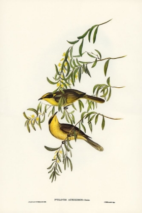 Picture of YELLOW-TUFTED HONEY-EATER-PTILOTIS AURICOMIS