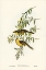 Picture of YELLOW-TUFTED HONEY-EATER-PTILOTIS AURICOMIS
