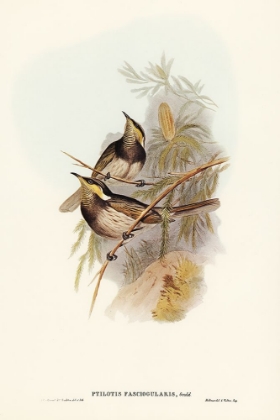 Picture of FASCIATED HONEY-EATER-PTILOTIS FASCIOGULARIS