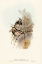 Picture of FASCIATED HONEY-EATER-PTILOTIS FASCIOGULARIS