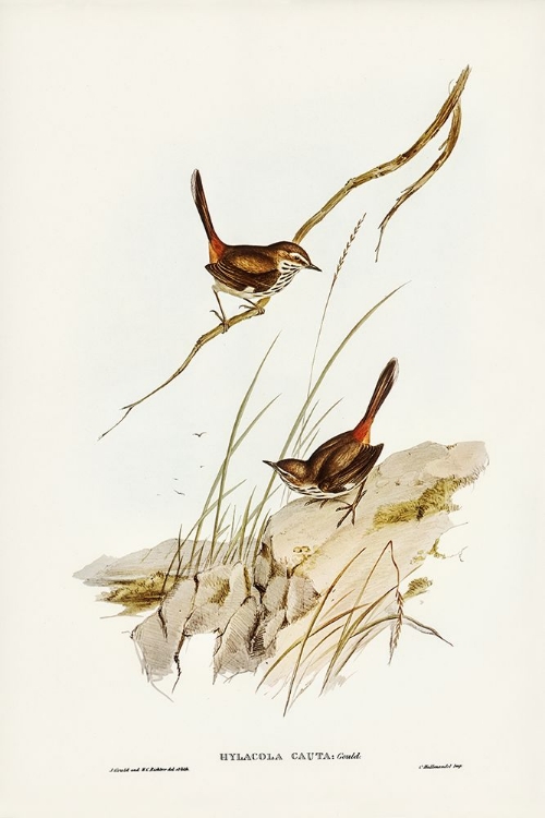 Picture of CAUTIOUS WREN-HYLACOLA CAUTA