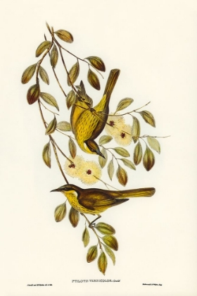 Picture of VARIED HONEY-EATER-PTILOTIS VERSICOLOR