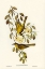 Picture of VARIED HONEY-EATER-PTILOTIS VERSICOLOR
