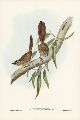 Picture of LARGE-TAILED WREN-AMYTIS MACROURUS