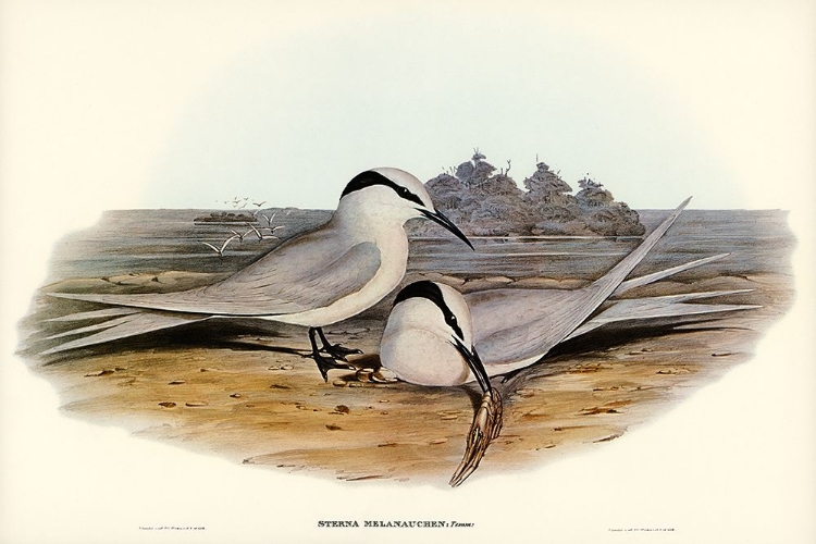 Picture of BLACK-NAPED TERN-STERNA MELANAUCHEN