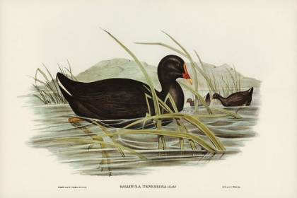 Picture of DUSKY MOORHEN-GALLINULA TENEBROSA