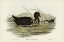 Picture of DUSKY MOORHEN-GALLINULA TENEBROSA