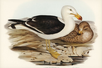 Picture of PACIFIC GULL-LARUS PACIFICUS