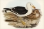 Picture of PACIFIC GULL-LARUS PACIFICUS