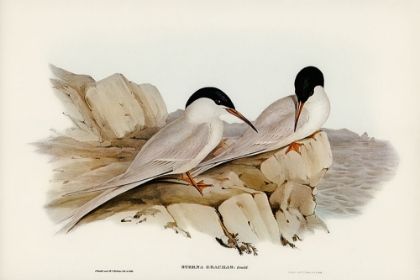 Picture of GRACEFUL TERN-STERNA GRACILIS
