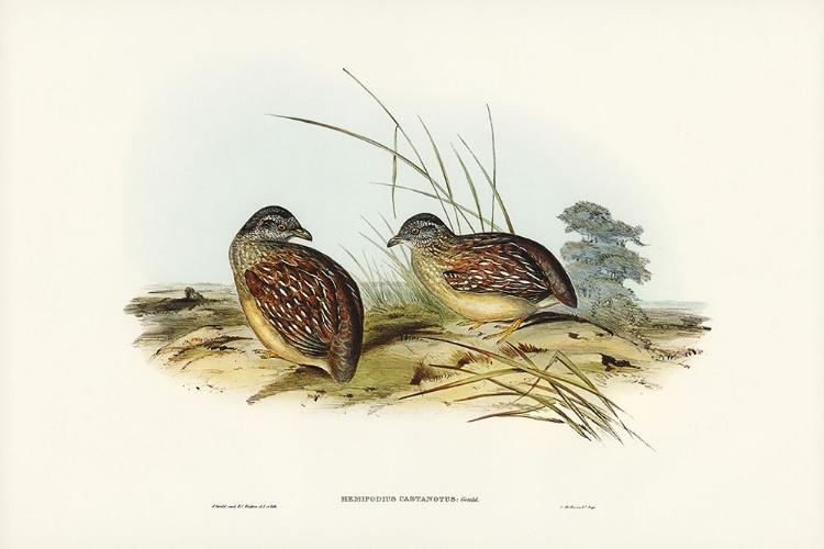 Picture of CHESTNUT-BACKED HEMIPODE-HEMIPODIUS CASTANOTUS