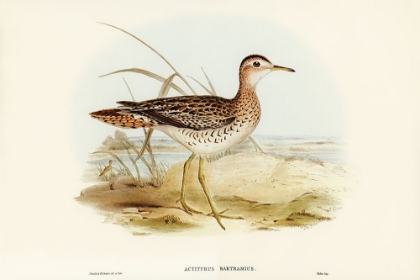 Picture of BARTRAMS SANDPIPER-ACTITURUS BARTRAMIUS