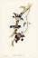 Picture of STRIATED SITTELLA-SITTELLA STRIATA