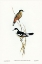 Picture of BLACK AND WHITE CUCKOOSHRIKE-CAMPEPHAGA LEUCOMELA
