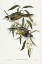 Picture of GARRULOUS HONEY-EATER-MYZANTHA GARRULA