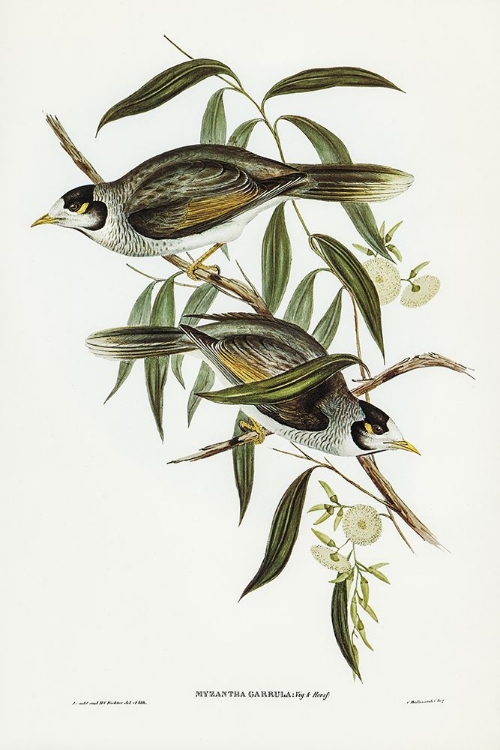 Picture of GARRULOUS HONEY-EATER-MYZANTHA GARRULA