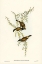 Picture of WHITE-THROATED HONEY-EATER-MELITHREPTUS ALBOGULARIS