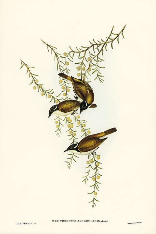 Picture of WHITE-THROATED HONEY-EATER-MELITHREPTUS ALBOGULARIS