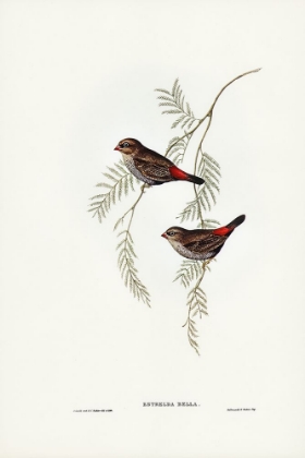 Picture of FIRE-TAILED FINCH