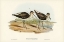 Picture of MARSH SANDPIPER-TOTANUS STAGNATILIS