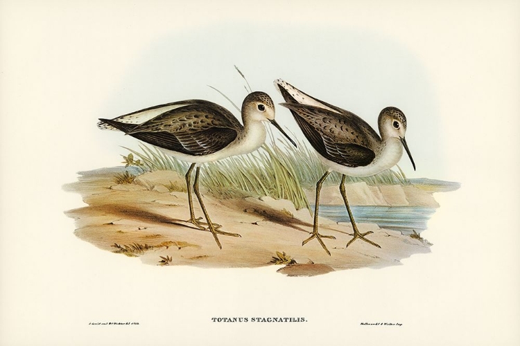 Picture of MARSH SANDPIPER-TOTANUS STAGNATILIS