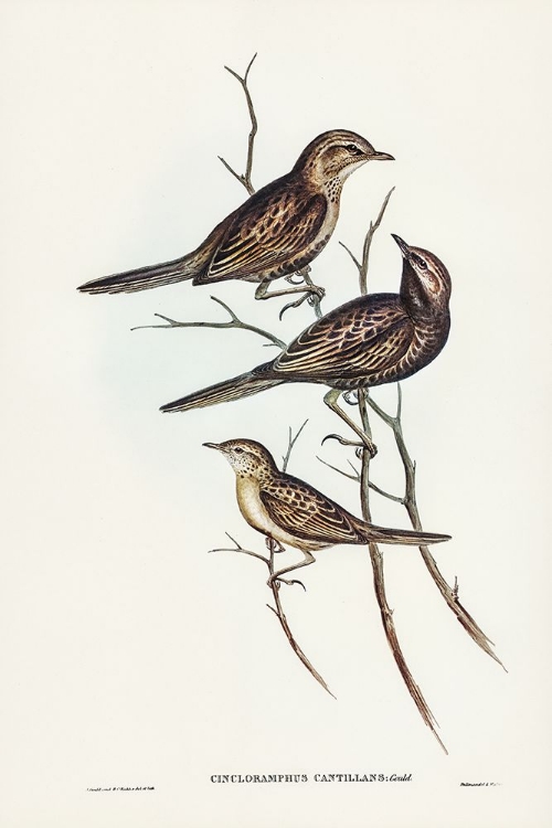 Picture of BLACK-BREASTED SONGLARK-CINCLORAMPHUS CANTILLANS