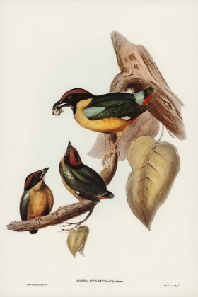 Picture of NOISY PITTA-PITTA STREPITANS