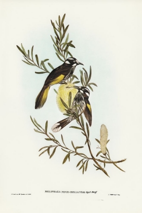Picture of NEW HOLLAND HONEY-EATER