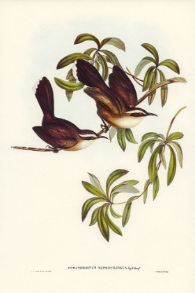 Picture of WHITE-EYEBROWED POMATORHINUS-POMATORHINUS SUPERCILIOSUS