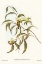 Picture of YELLOW WEEBILL-SMICRORNIS FLAVESCENS