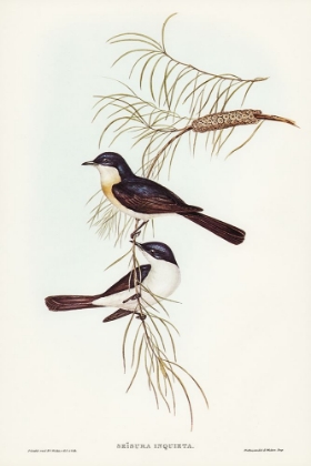 Picture of RESTLESS FLYCATCHER-SEISURA INQUIETA