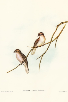 Picture of GREAT-WINGED FLYCATCHER-MICROECA MACROPTERA