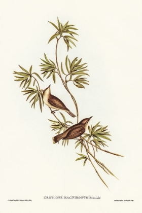Picture of GREAT-BILLED GERYGONE-GERYGONE MAGNIROSTRIS