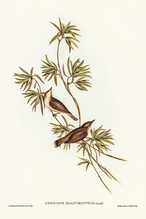 Picture of GREAT-BILLED GERYGONE-GERYGONE MAGNIROSTRIS