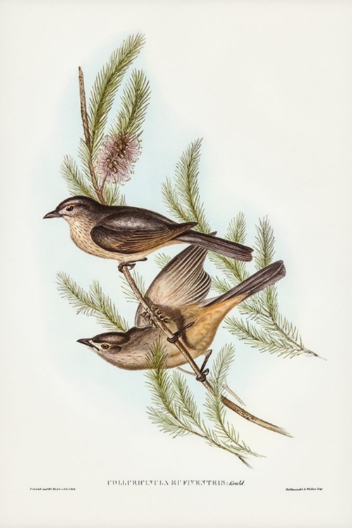 Picture of BUFF-BELLIED SHRIKE-THRUSH-COLLURICINCLA RUFIVENTRIS