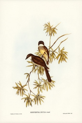 Picture of NORTHERN FANTAIL-RHIPIDURA ISURA