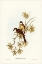 Picture of NORTHERN FANTAIL-RHIPIDURA ISURA