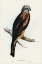 Picture of SQUARE-TAILED KITE-MILVUS INSURES