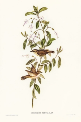 Picture of FUSCOUS GERYGONE-GERYGONE FUSCUS